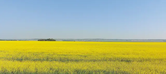 Canola field with Moose Mountain Upland on the horizon